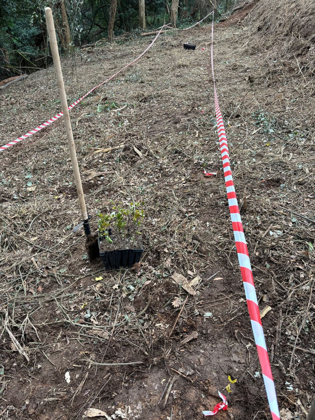Protective tubes around young oak saplings