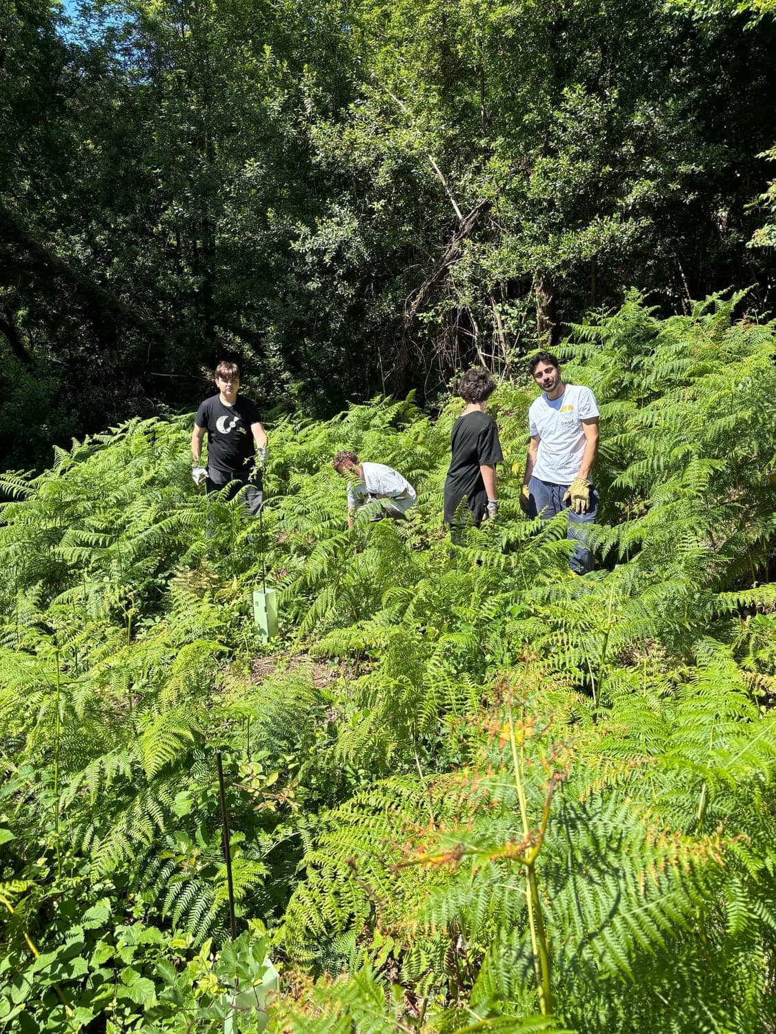 Forest restoration in India