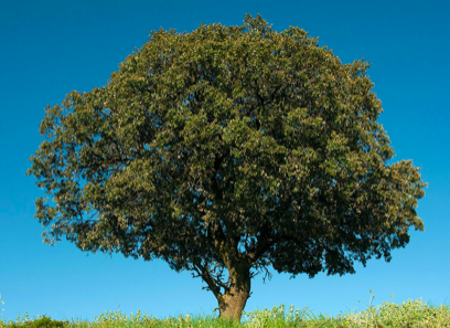 Holm Oak